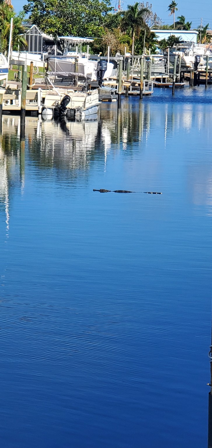 Alligator swimming through a residential waterway