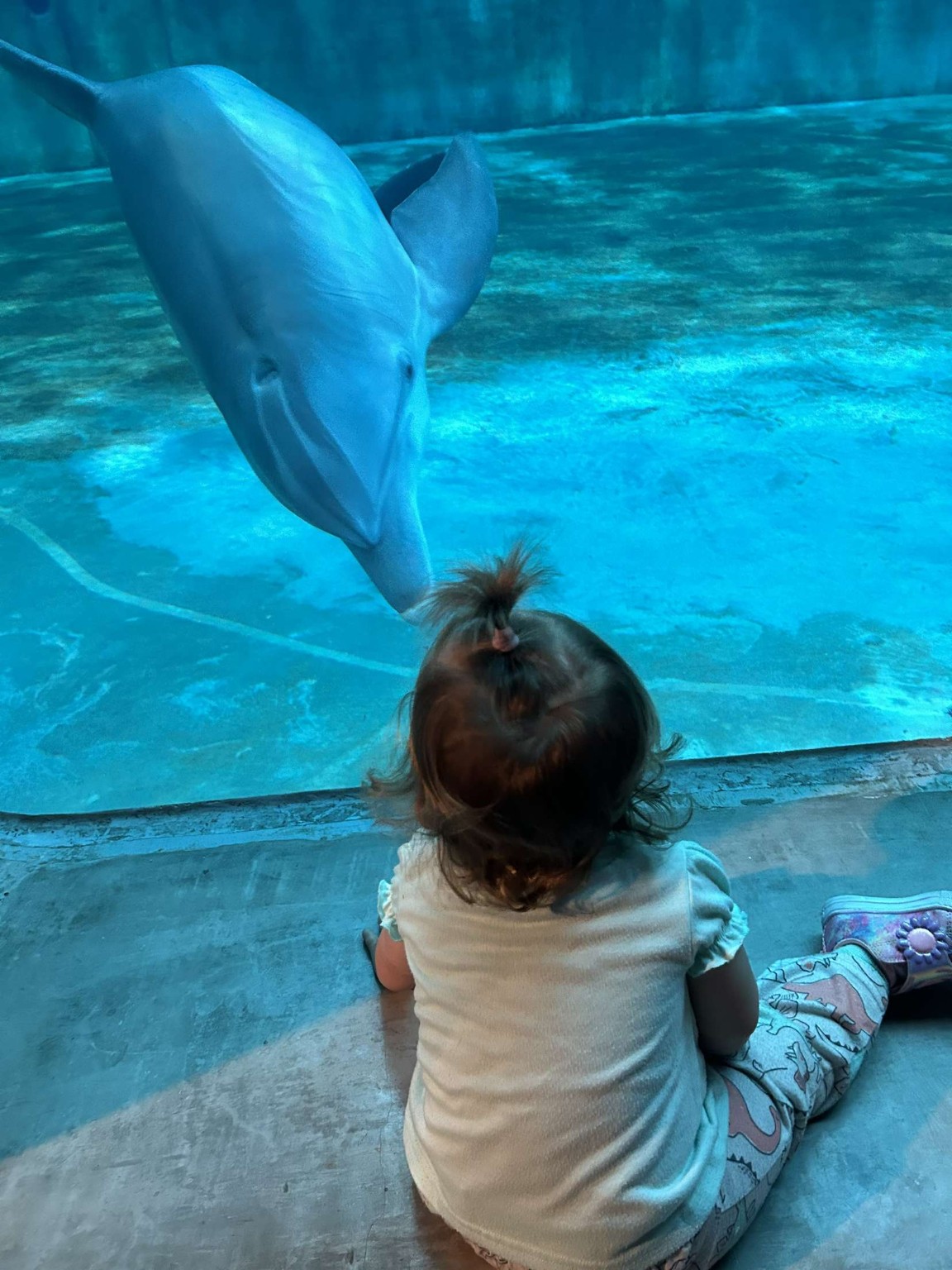 Young child sitting at an aquarium viewing window as a dolphin approaches