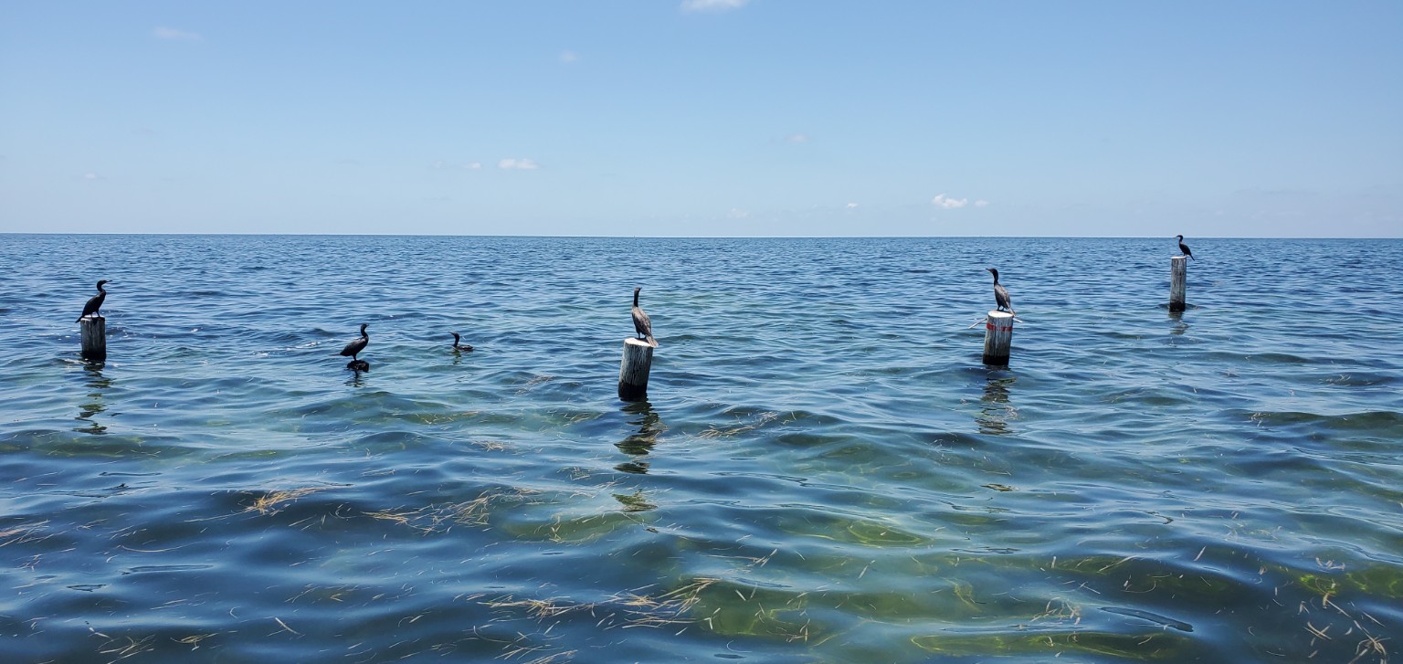 Cormorants resting and swimming along the coast
