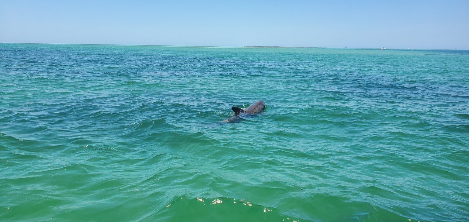 Dolphins swimming in coastal water