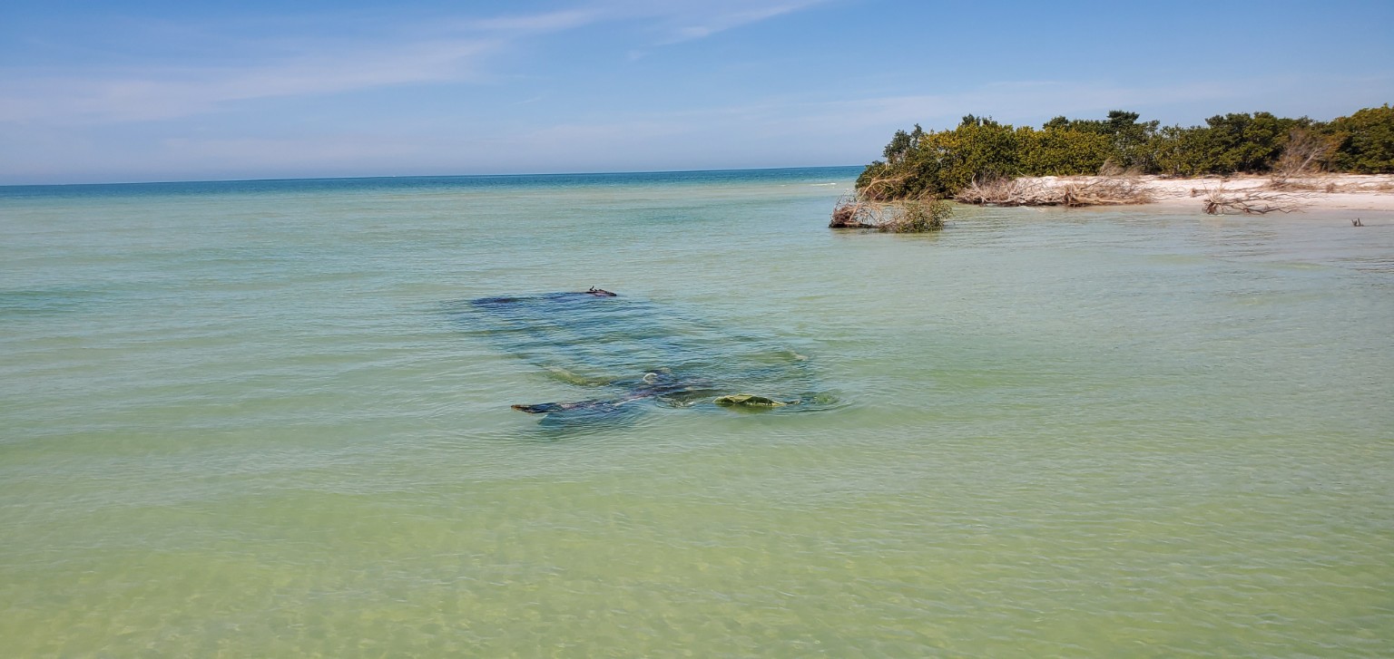 Dolphins swimming near a natural shoreline