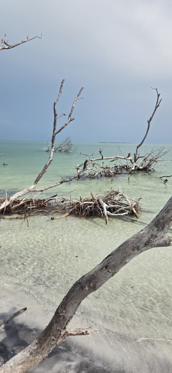 Natural shoreline conditions