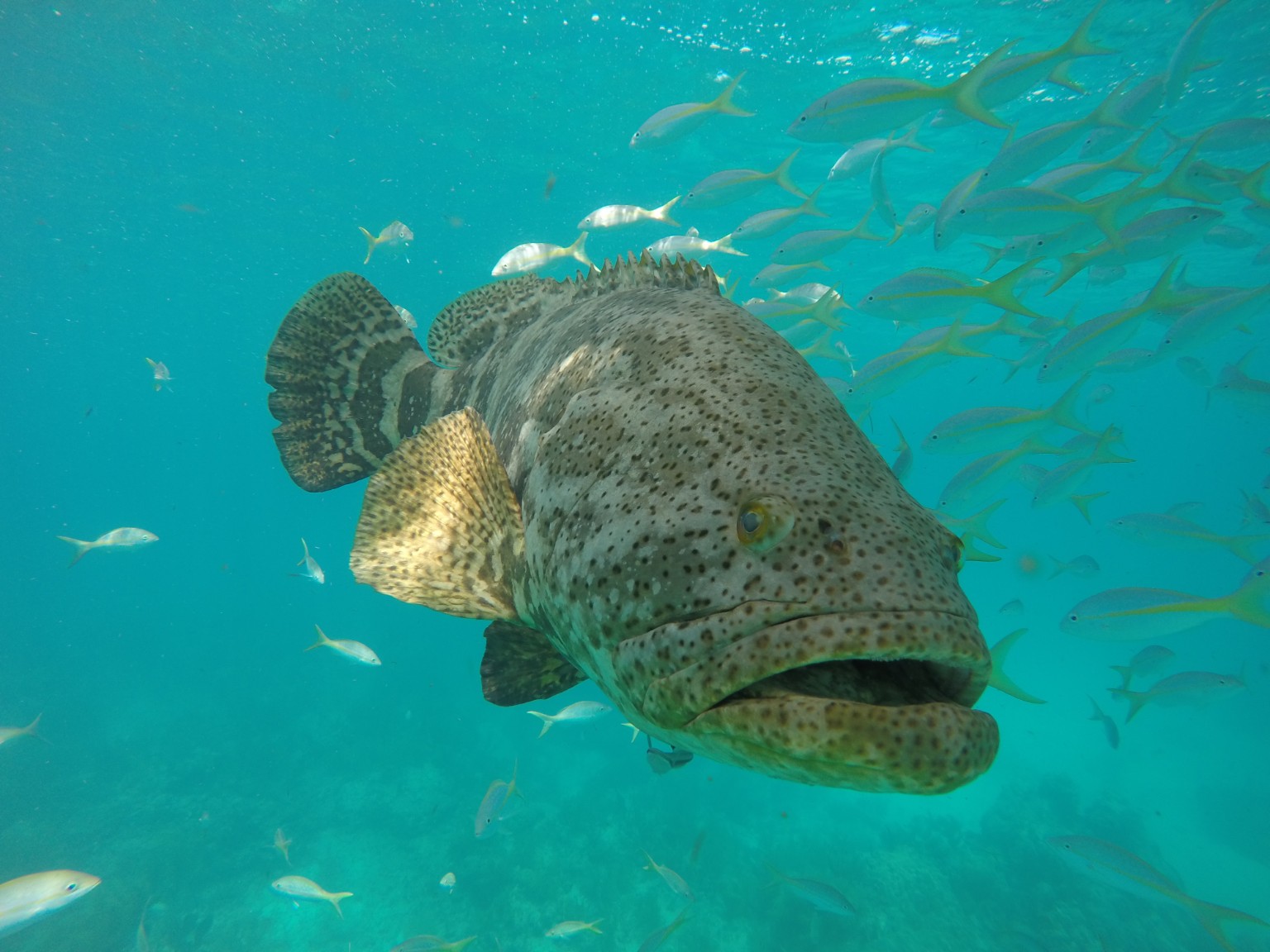 Grouper on reef