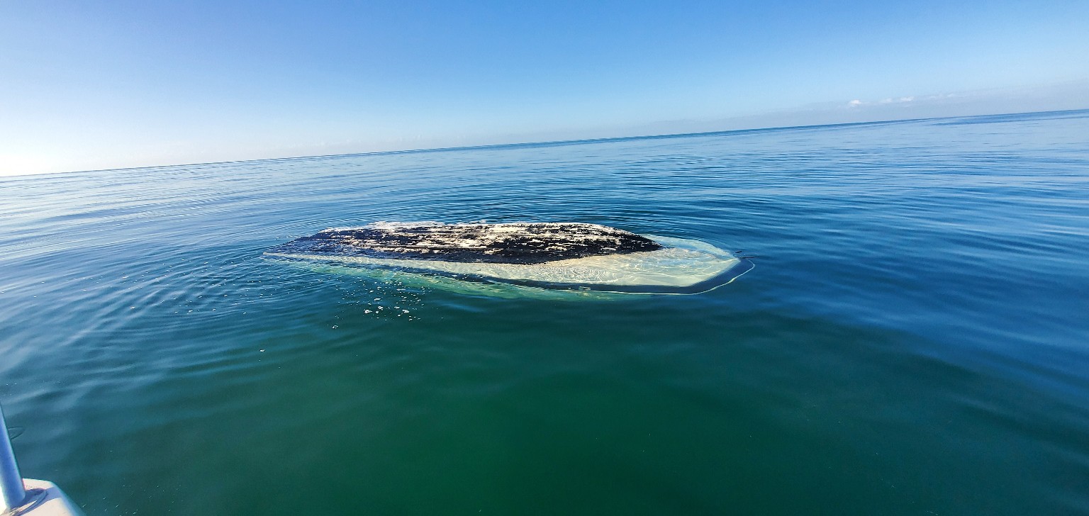 Large marine animal at the surface in open water
