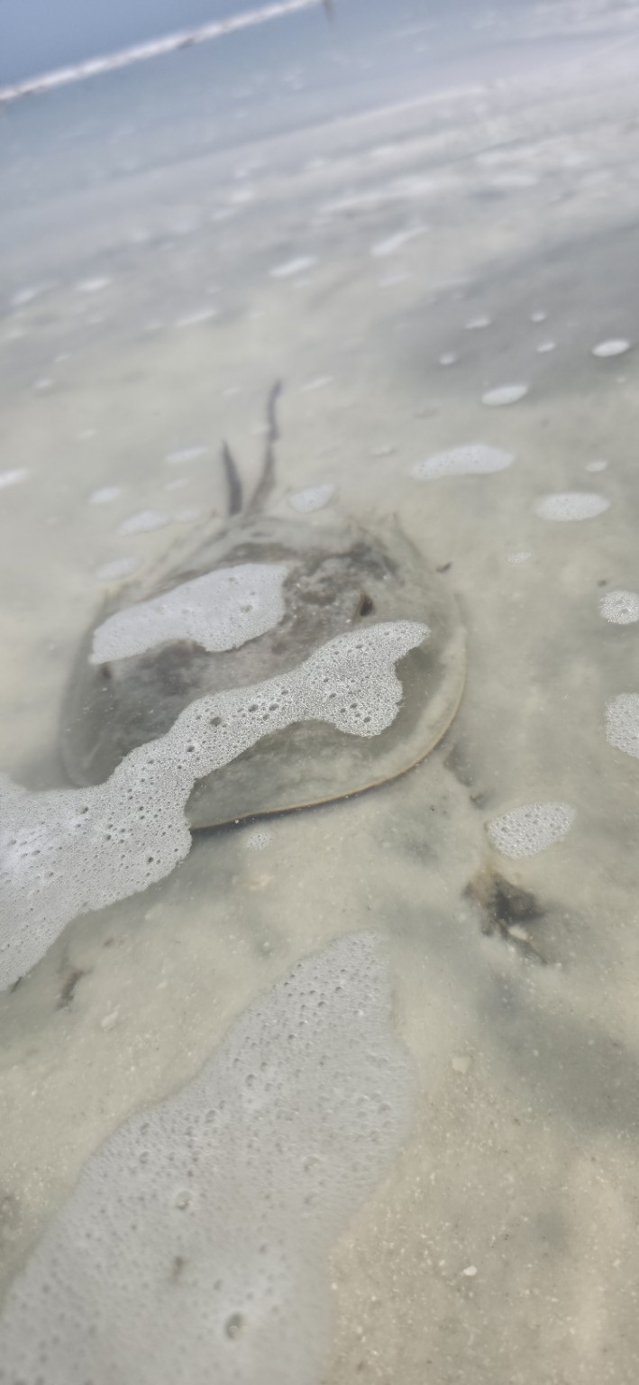 Ray in shallow water
