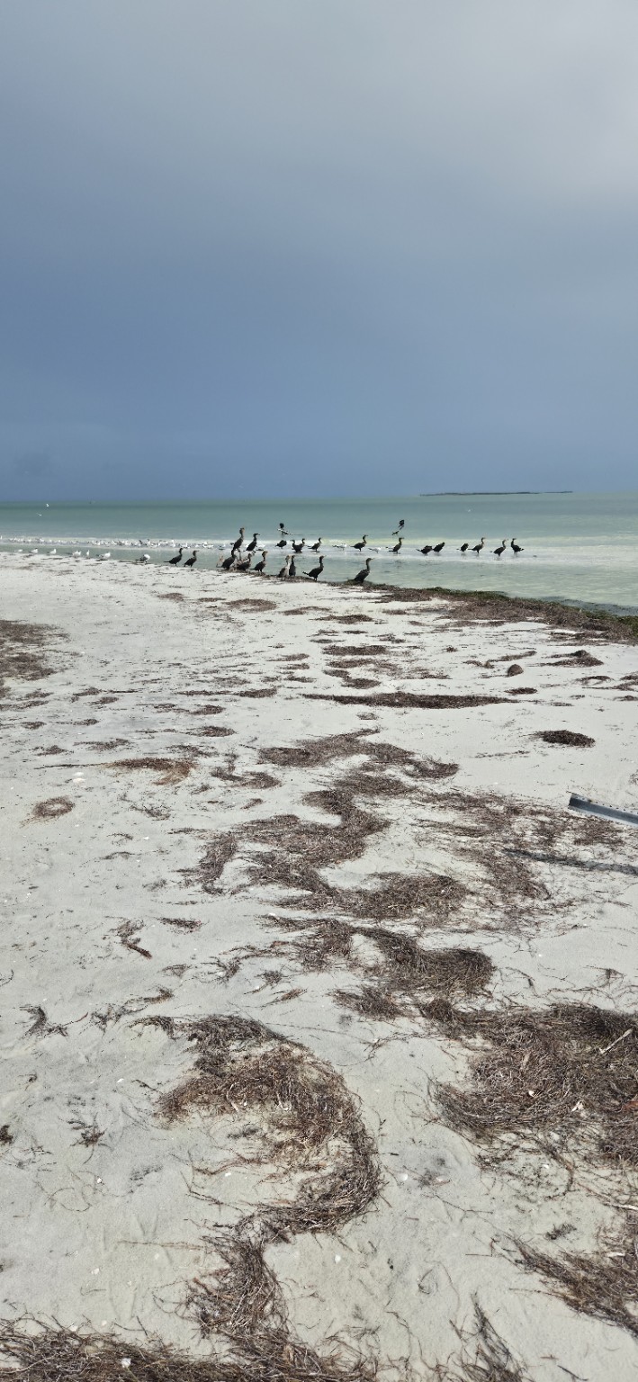 Shorebirds
